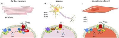 Cyclic AMP-Dependent Regulation of Kv7 Voltage-Gated Potassium Channels